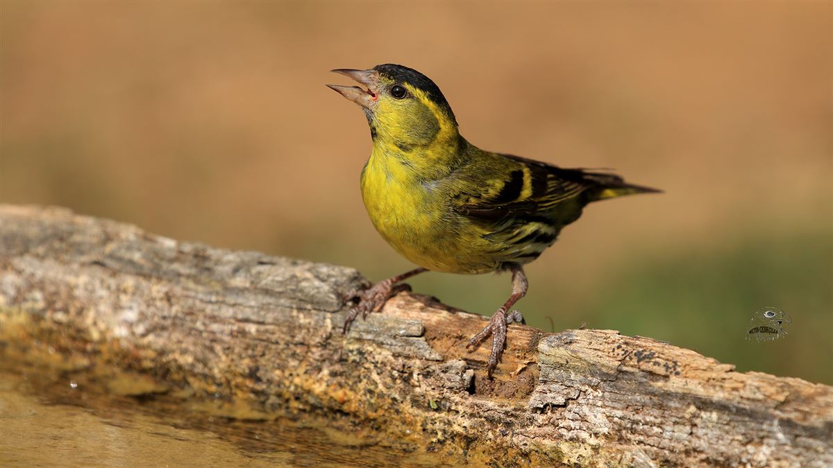 Eurasian Siskin
