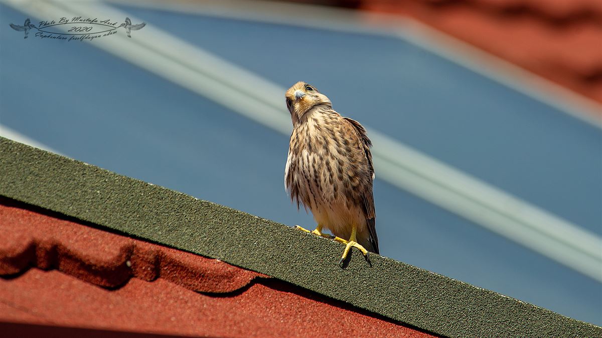 Common Kestrel