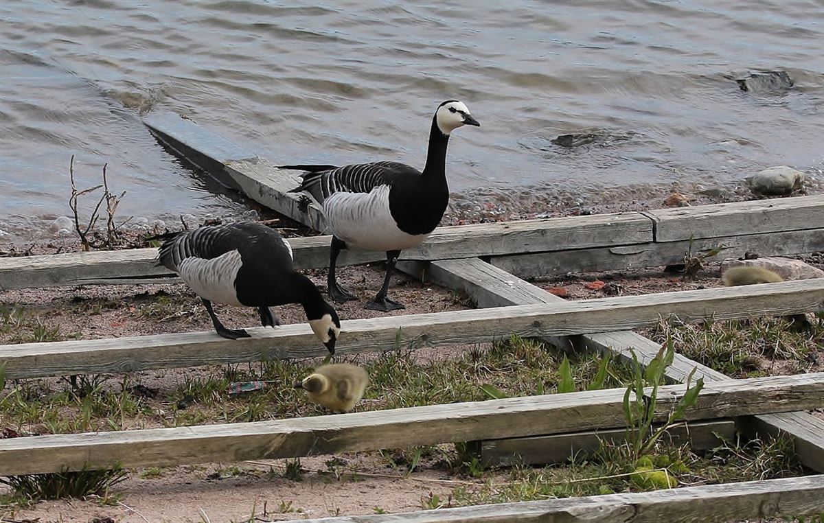 Barnacle Goose
