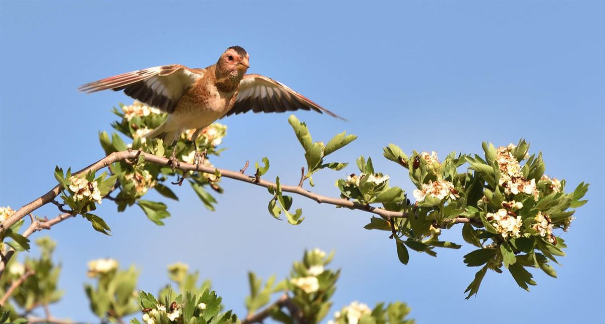 Crimson-winged Finch