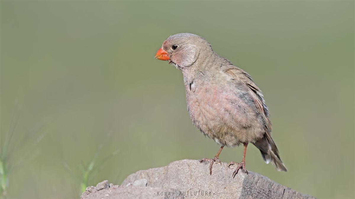Trumpeter Finch