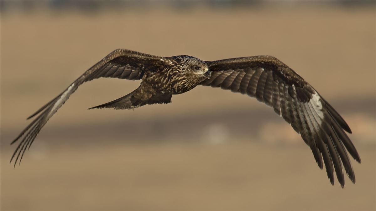 Black Kite