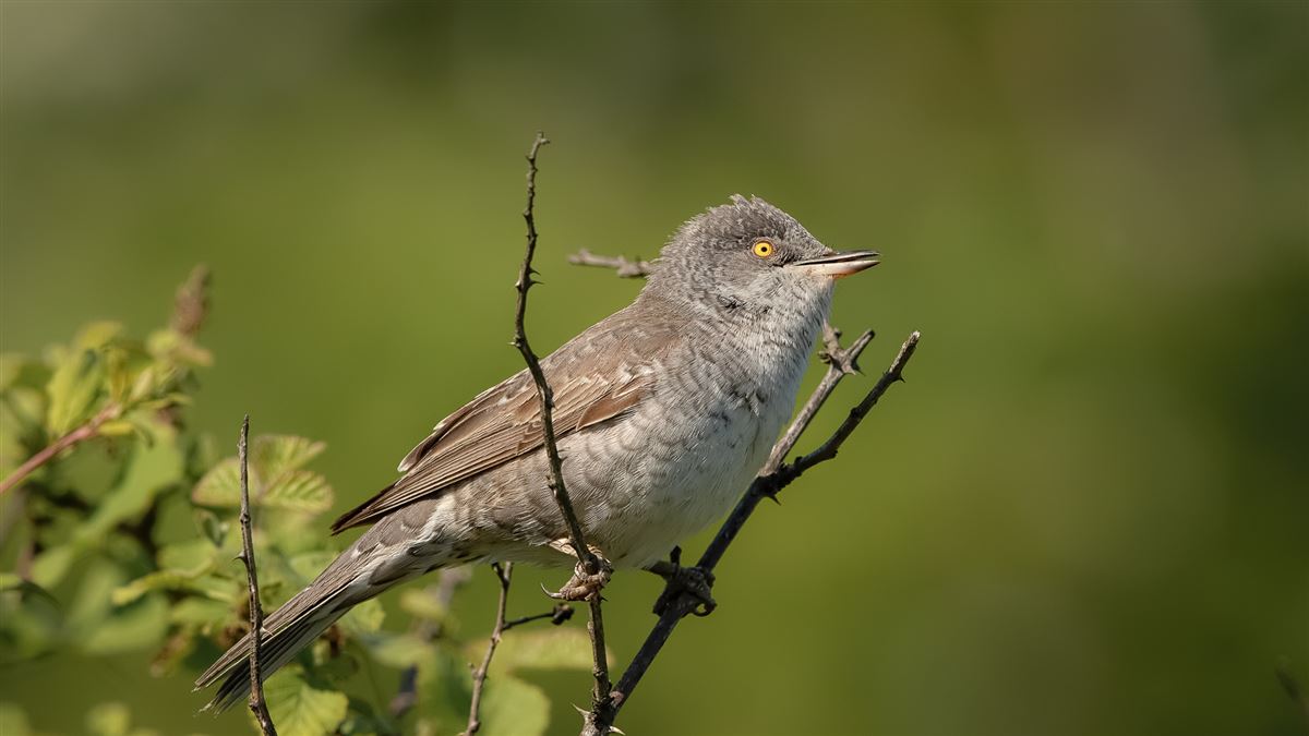 Barred Warbler