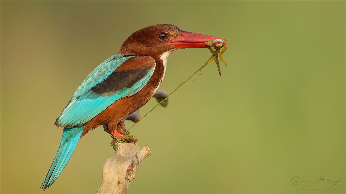 White-throated Kingfisher