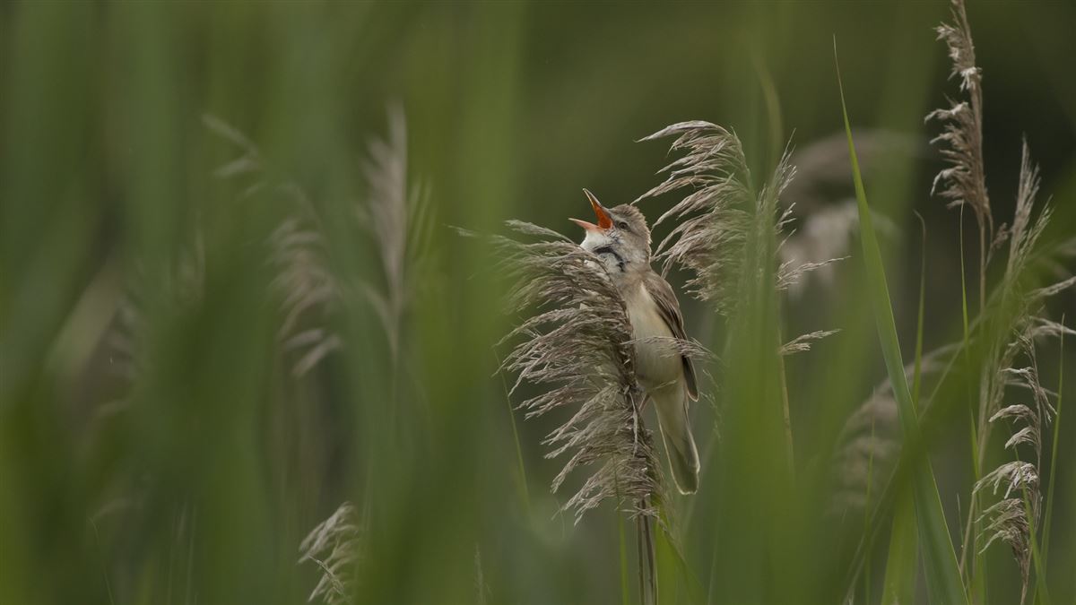 Great Reed Warbler