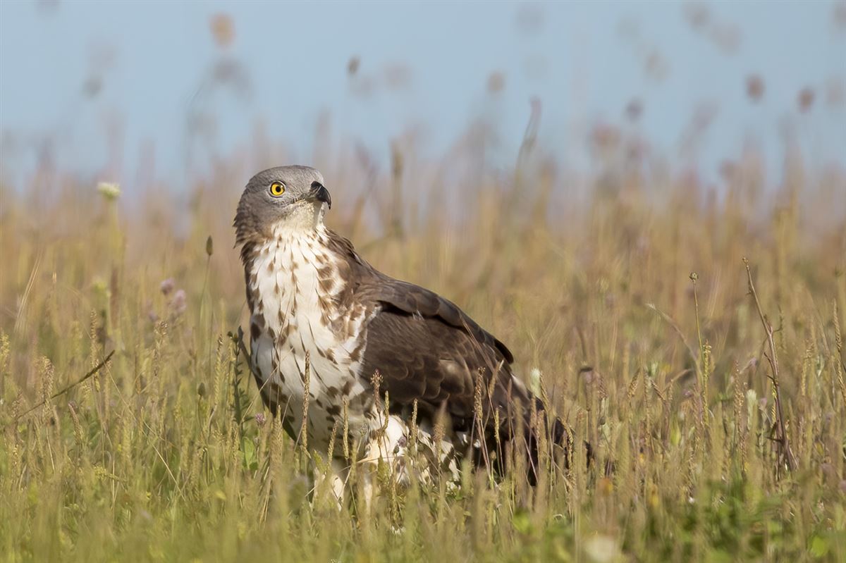 European Honey Buzzard
