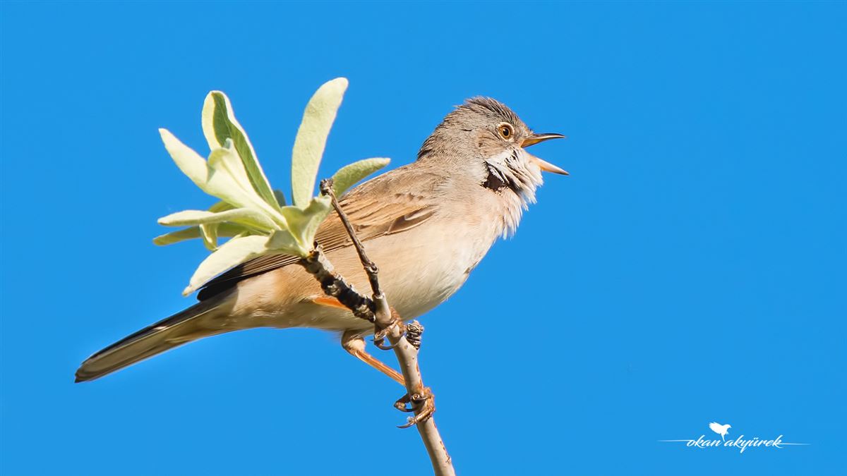 Common Whitethroat