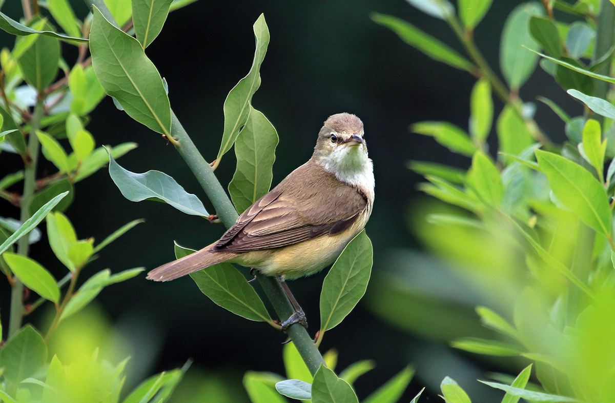 Great Reed Warbler