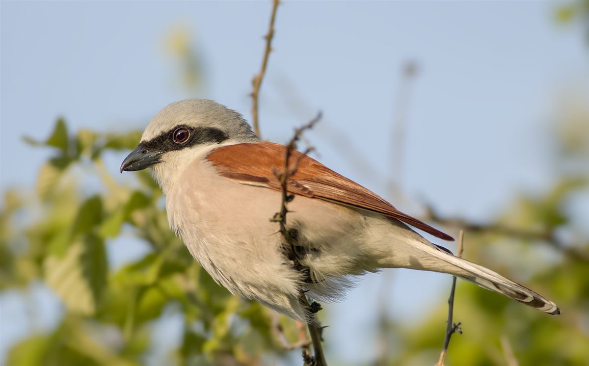 Red-backed Shrike