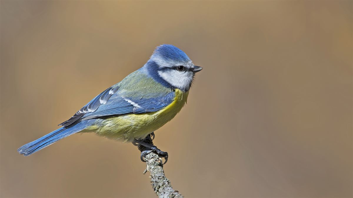 Eurasian Blue Tit