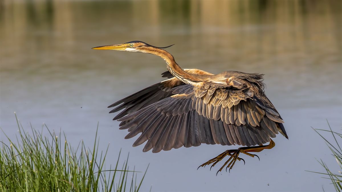 Purple Heron