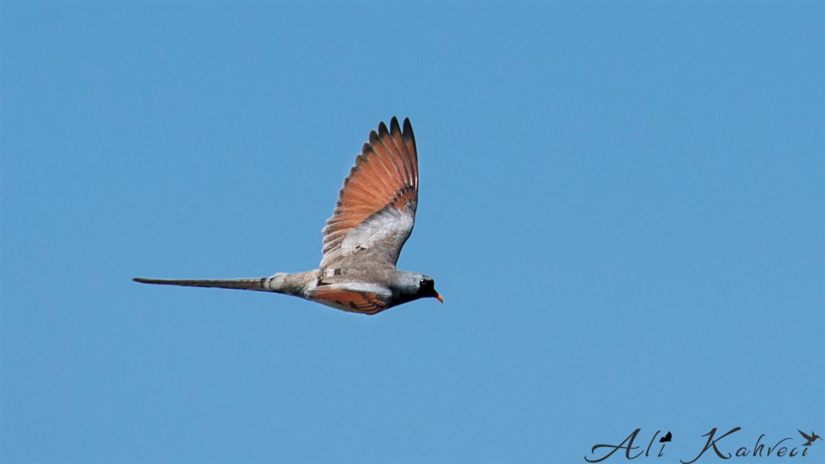 Namaqua Dove