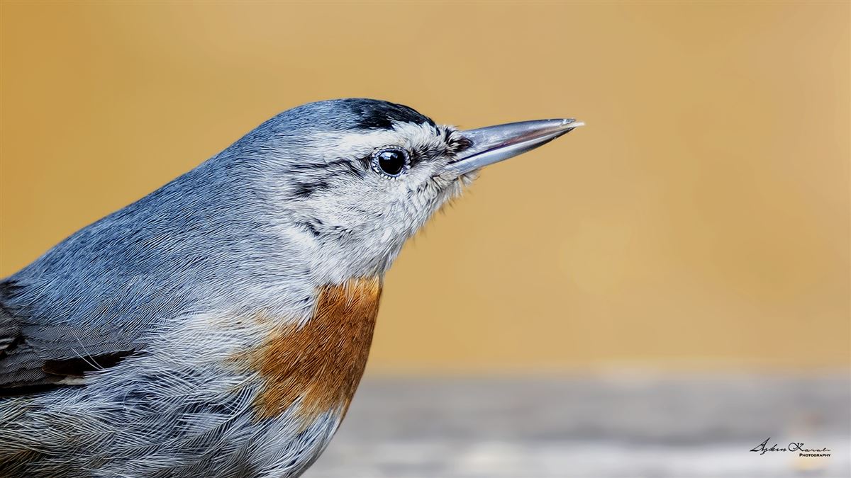 Krüper`s Nuthatch