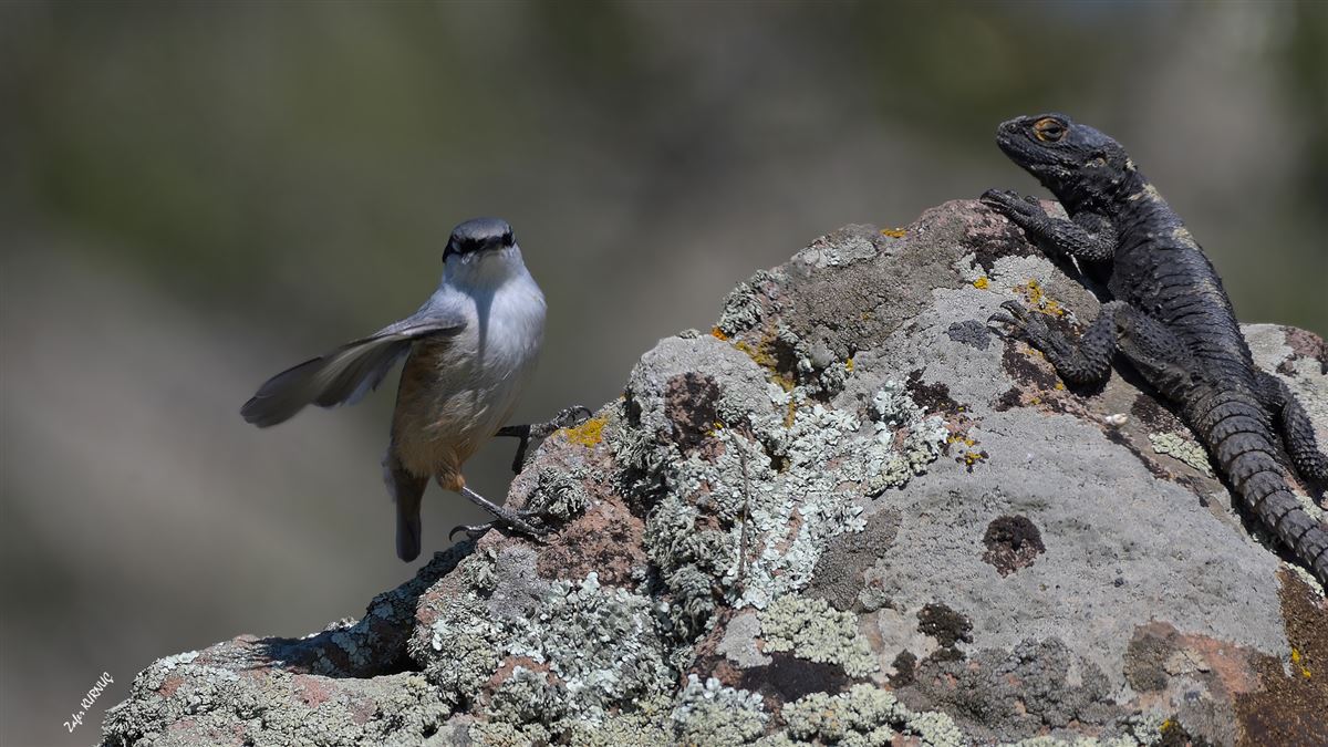 Western Rock Nuthatch