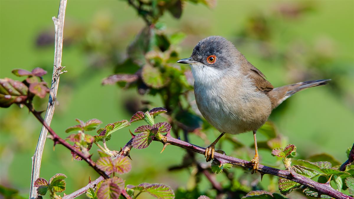 Sardinian Warbler