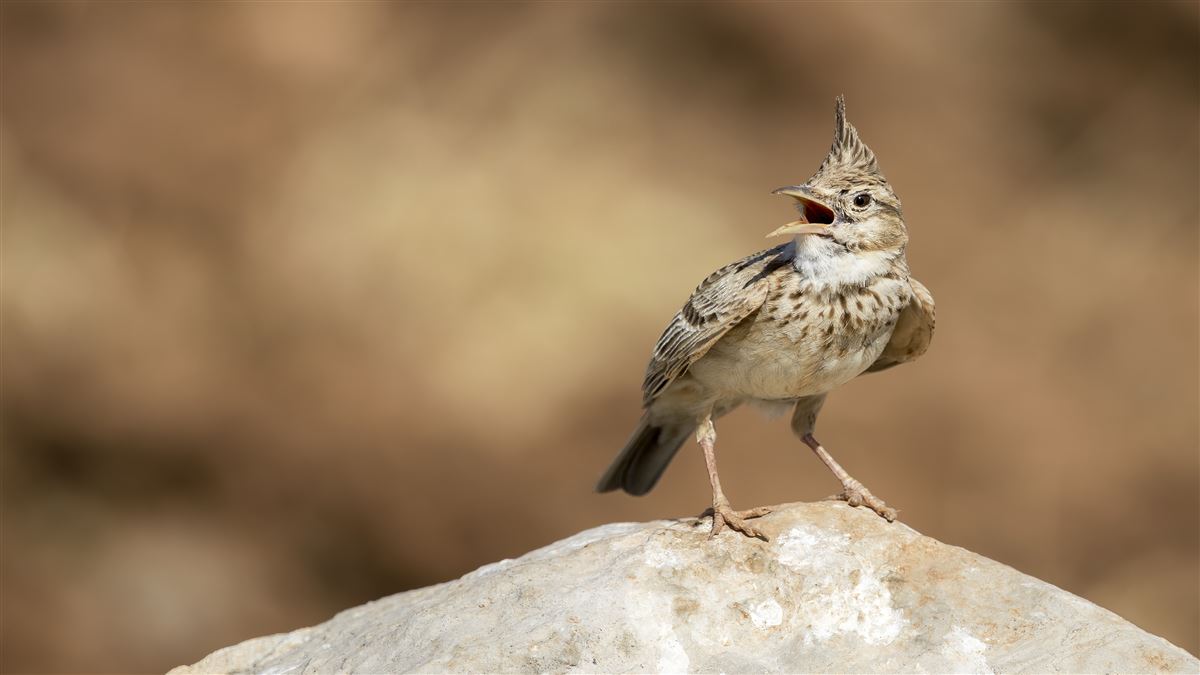 Crested Lark