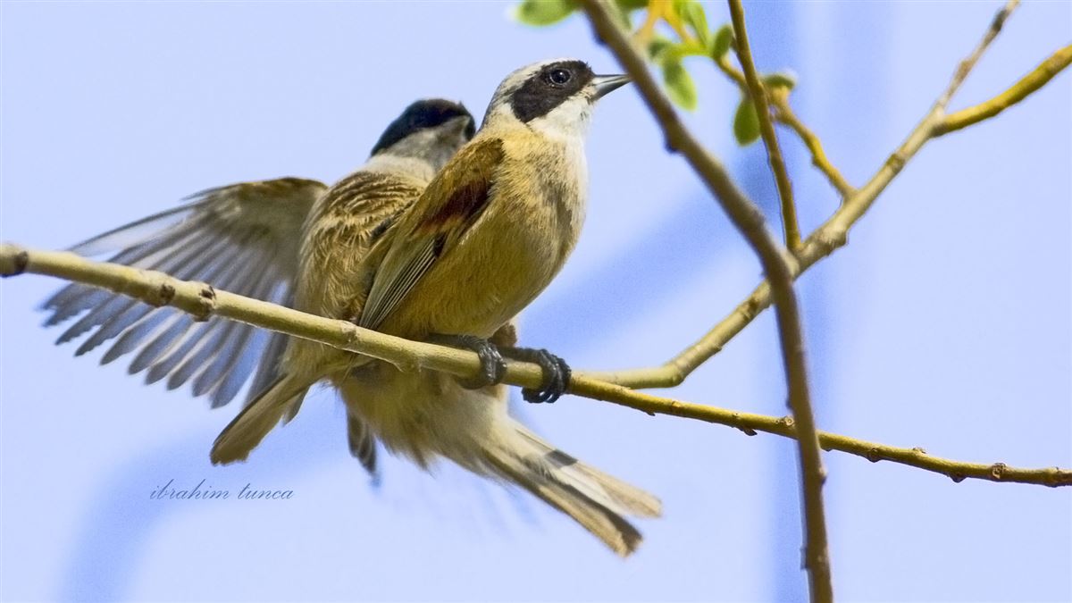 Eurasian Penduline Tit