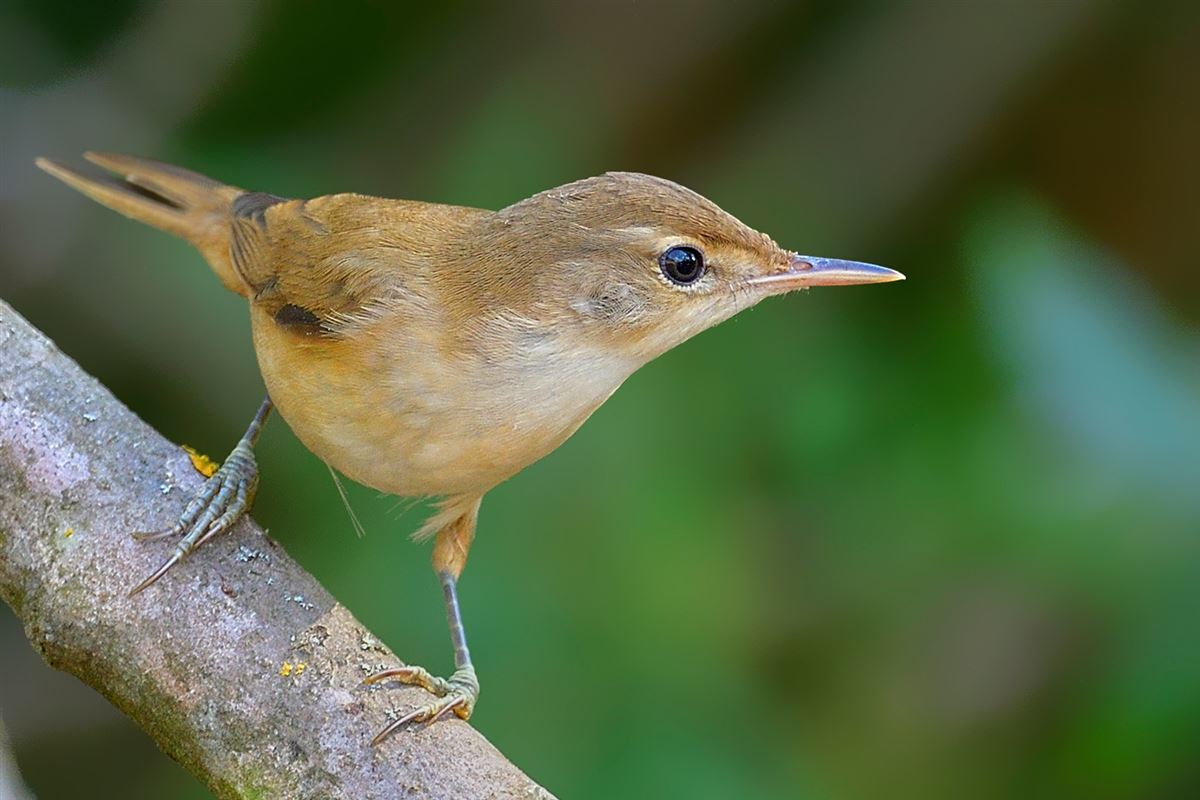 Common Reed Warbler