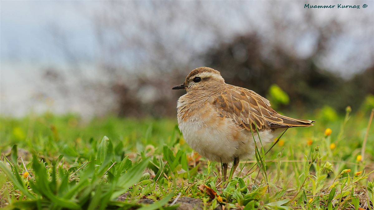 Eurasian Dotterel