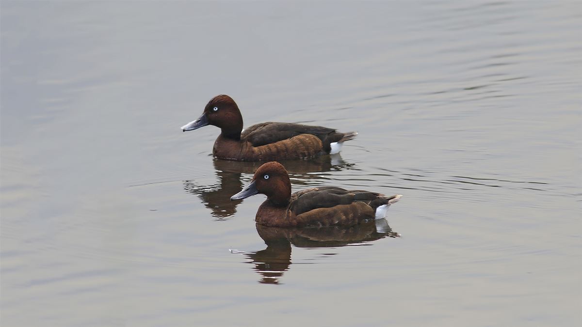 Ferruginous Duck