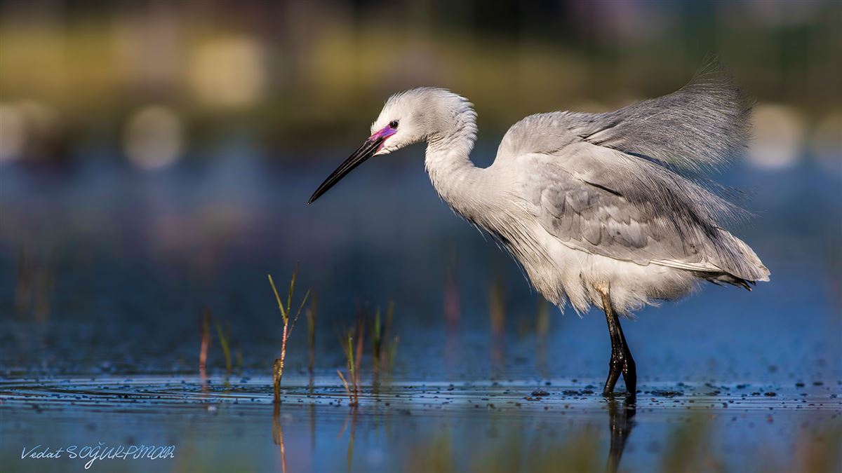Little Egret