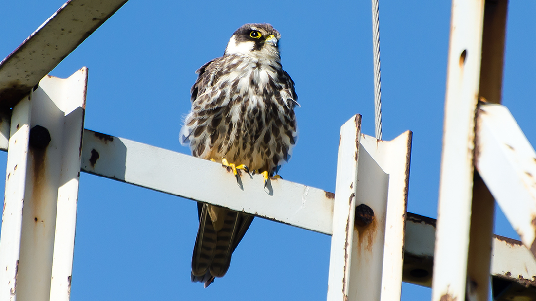 Eurasian Hobby