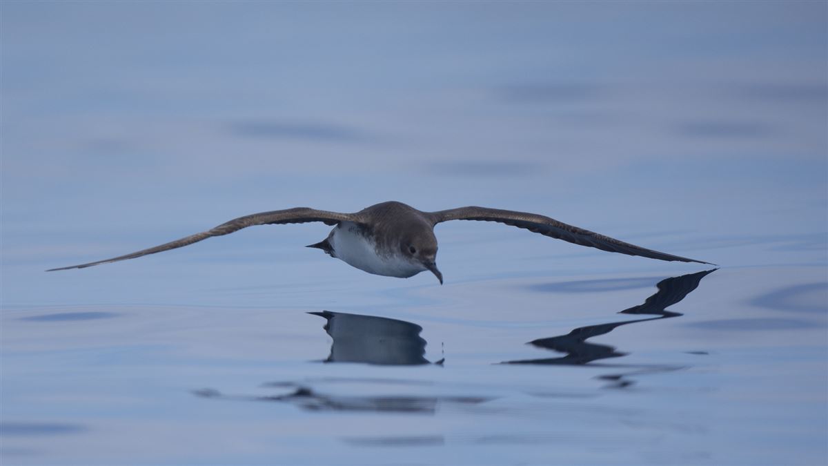 Yelkouan Shearwater
