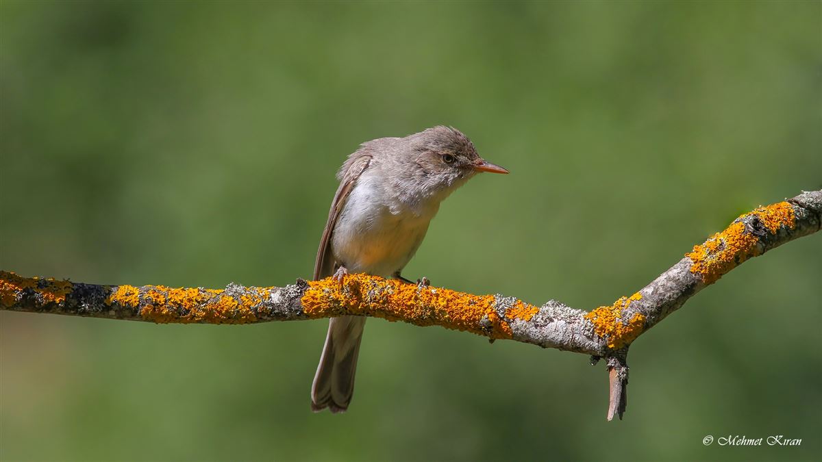 Olive-tree Warbler