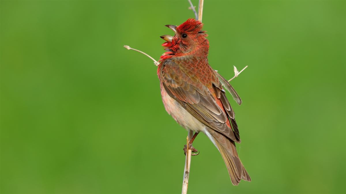 Common Rosefinch