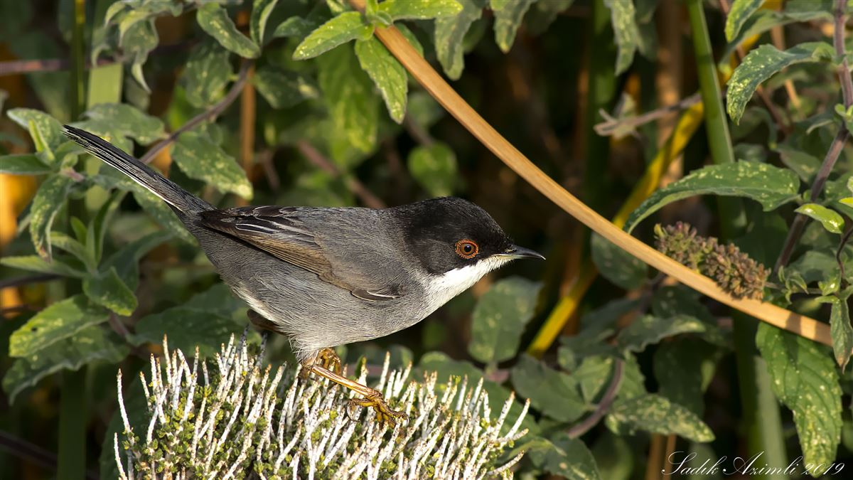 Sardinian Warbler