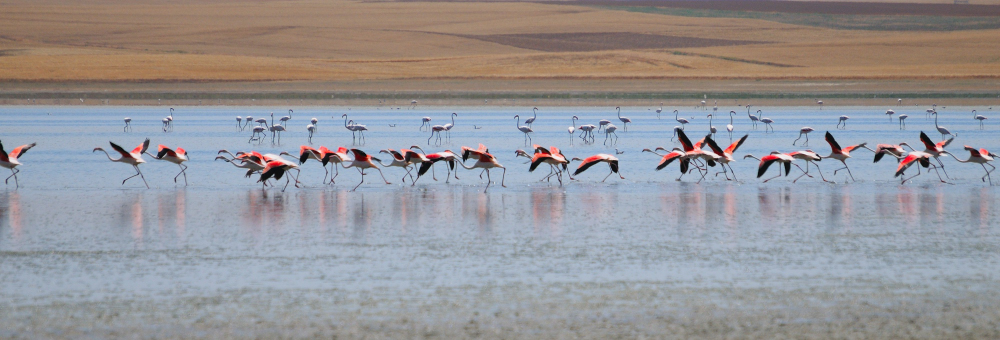 Greater Flamingo