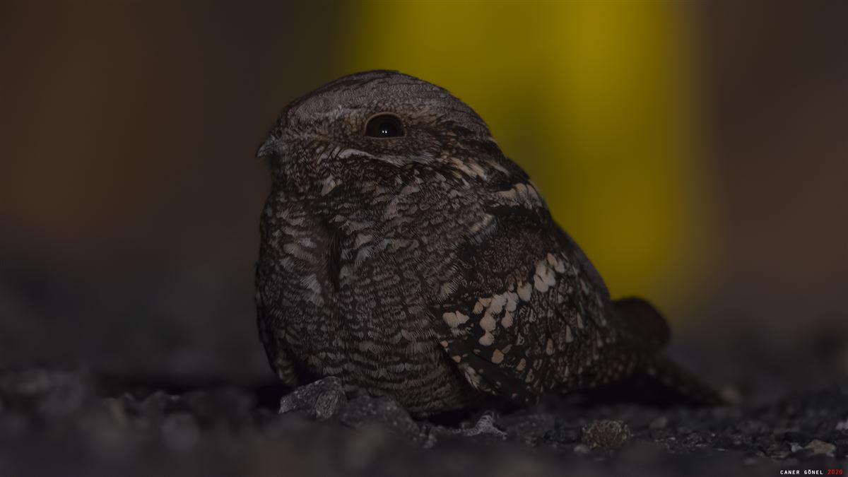 European Nightjar