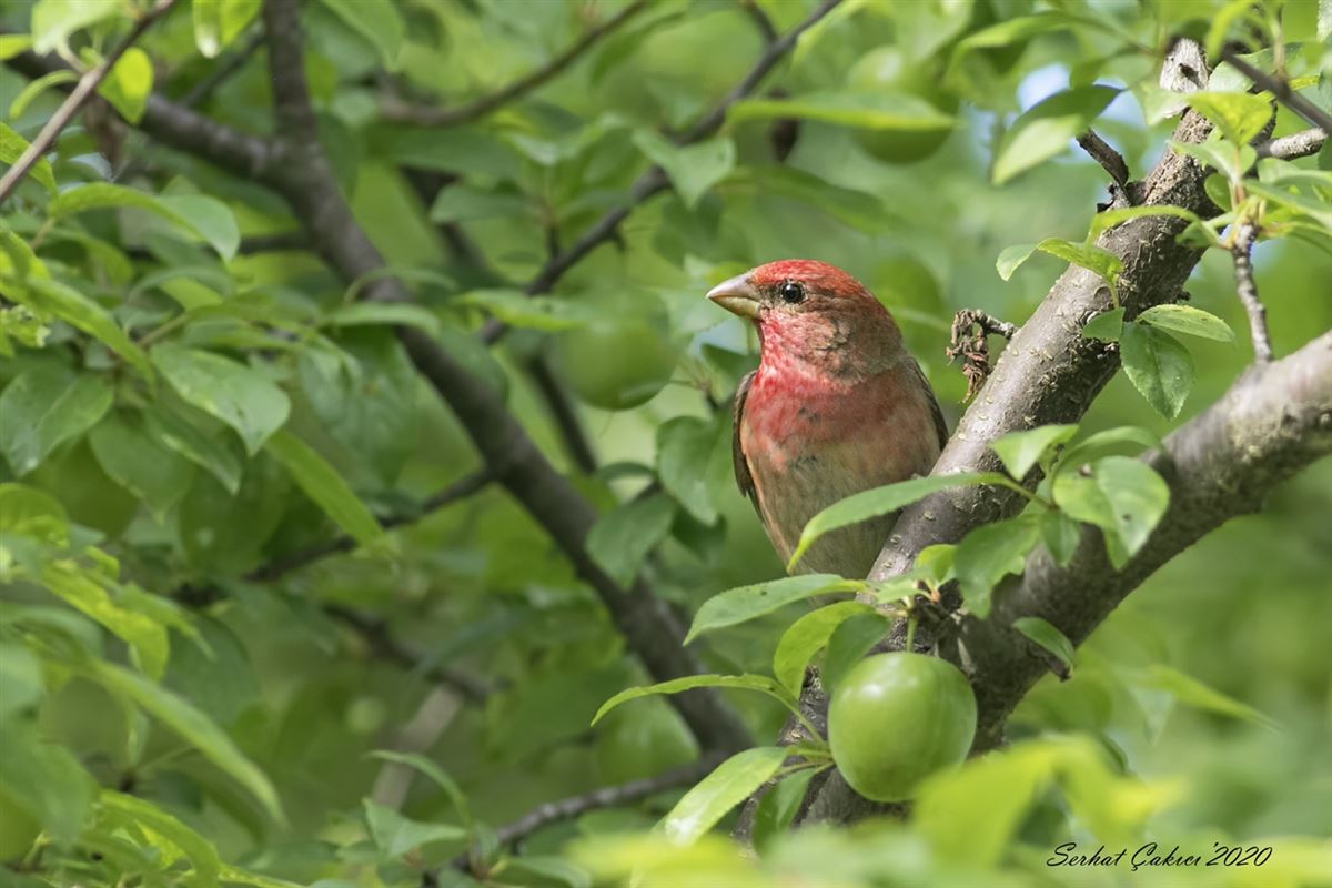 Common Rosefinch