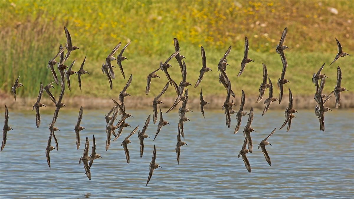 Curlew Sandpiper