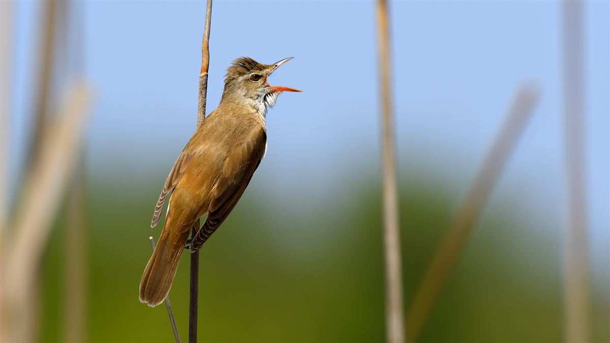 Great Reed Warbler