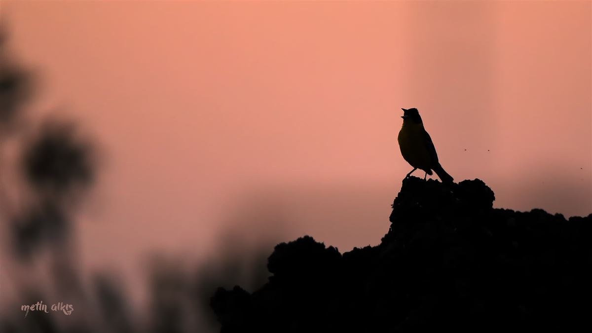 Black-headed Bunting