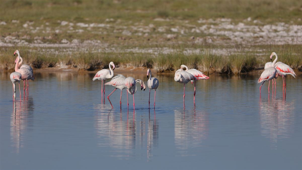 Greater Flamingo