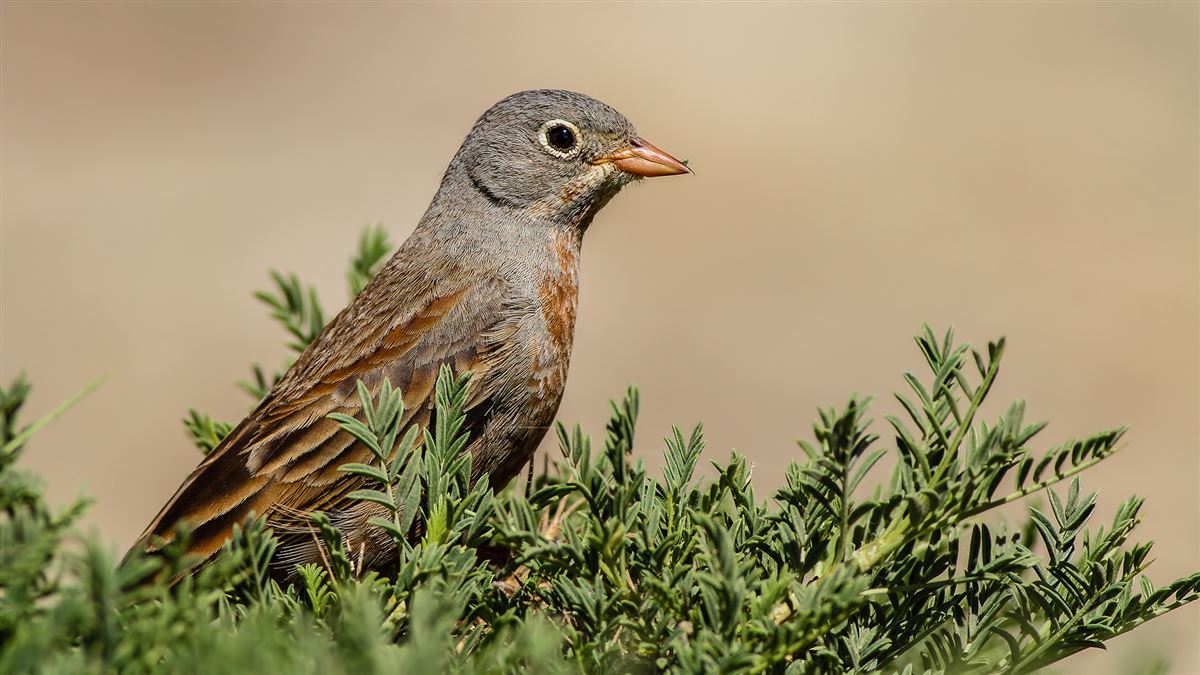 Grey-necked Bunting