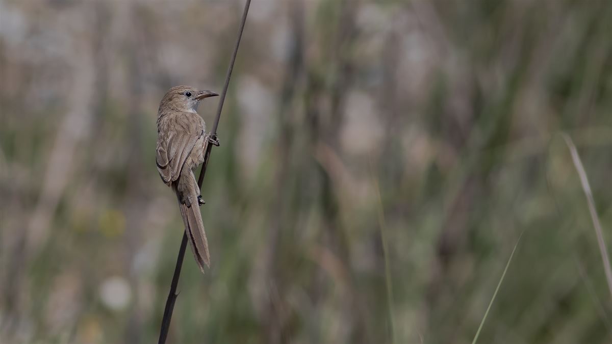 Iraq Babbler