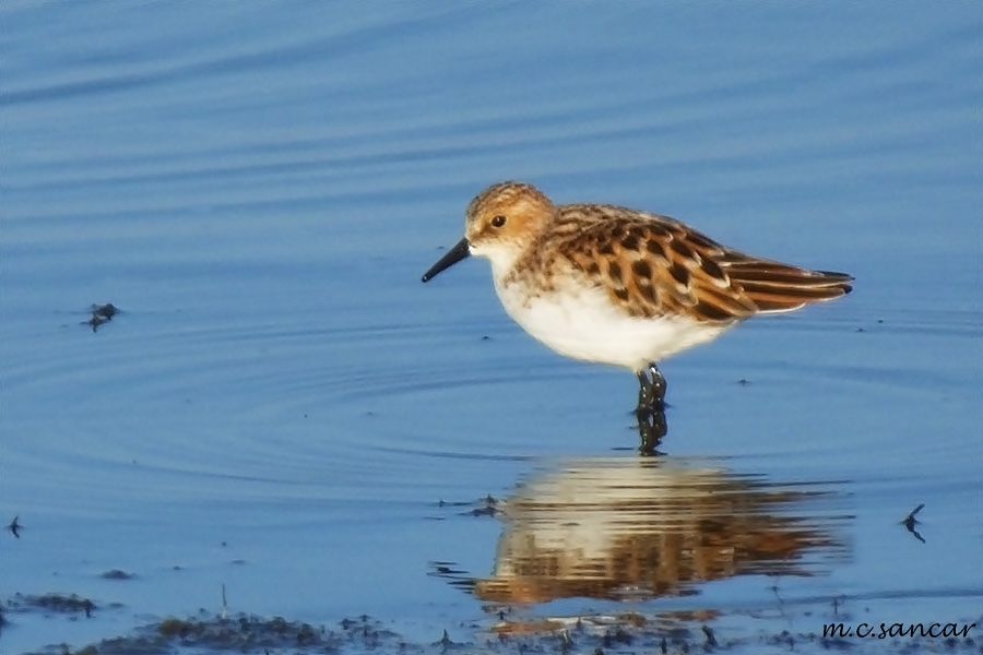 Little Stint