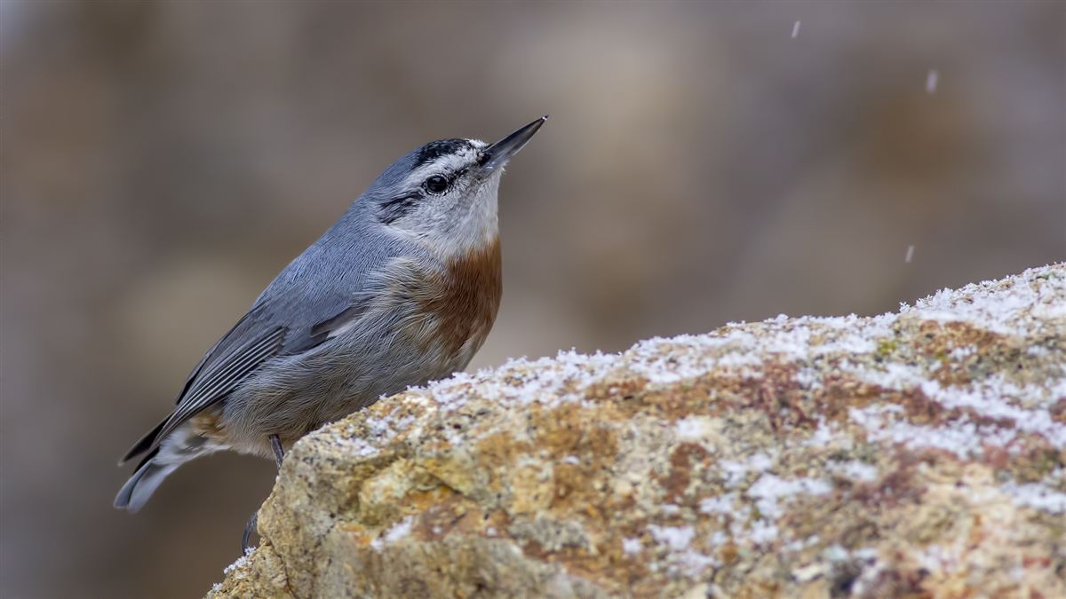 Krüper`s Nuthatch