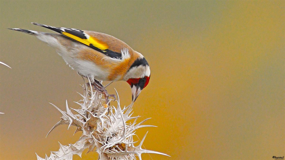 European Goldfinch