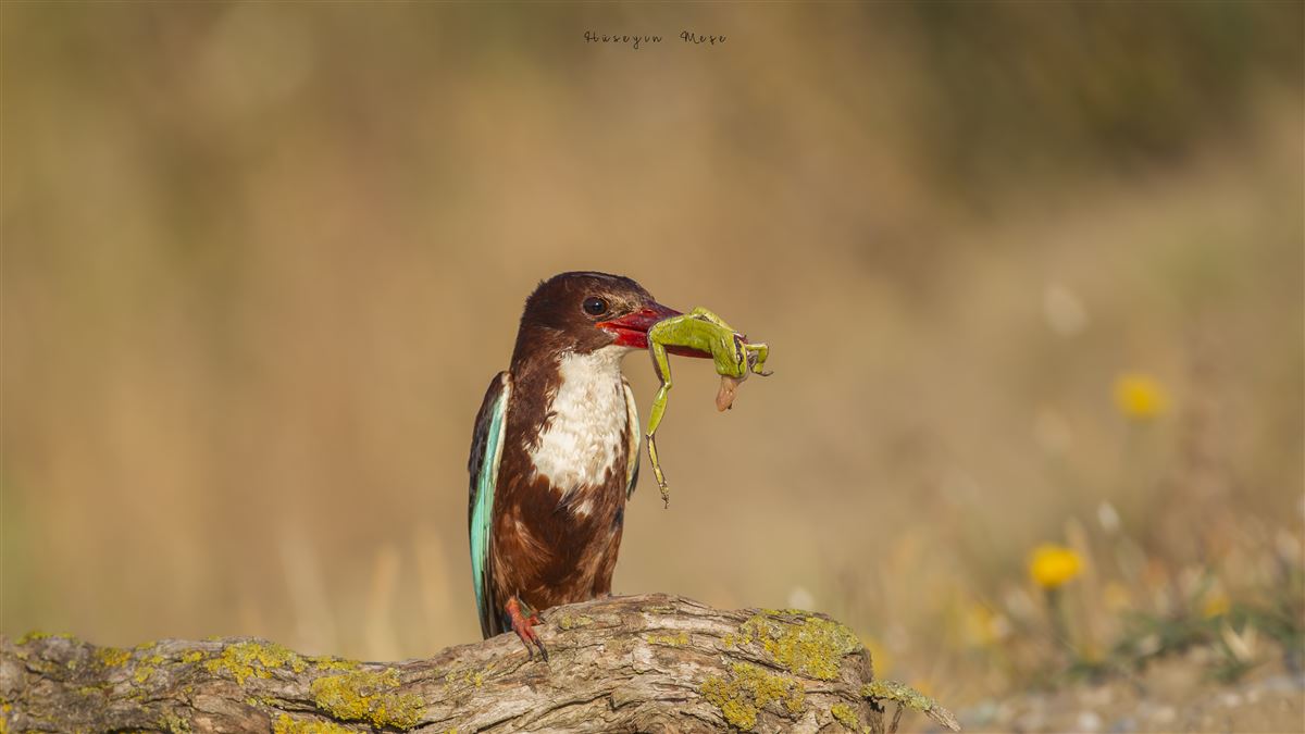 White-throated Kingfisher