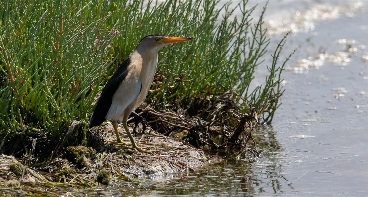 Little Bittern