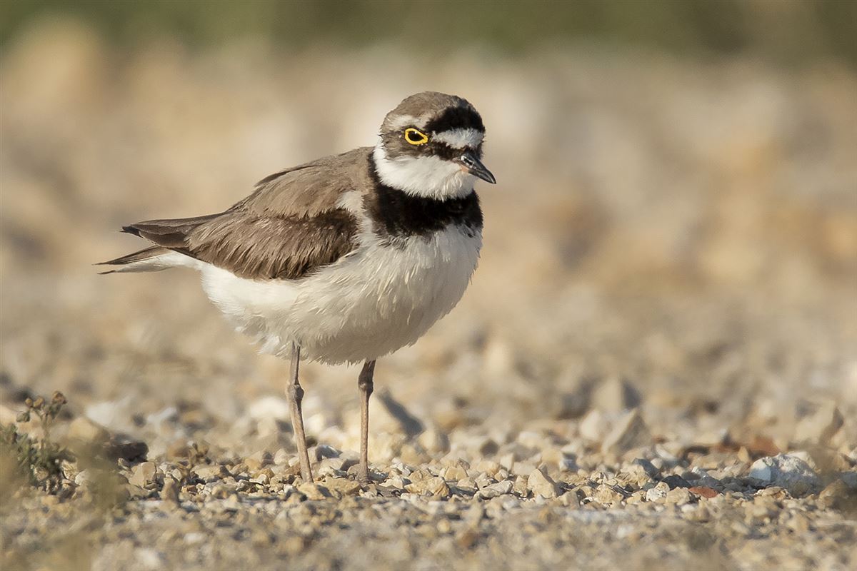 Little Ringed Plover