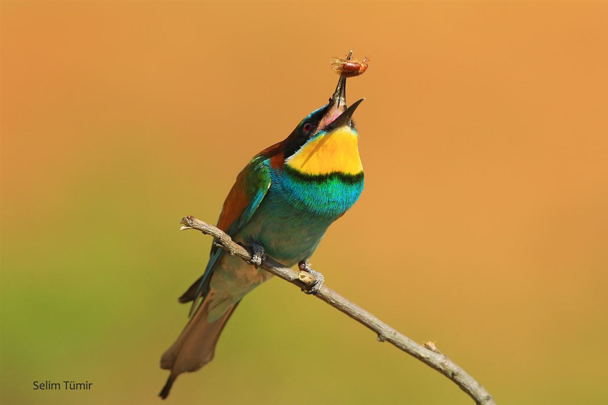 European Bee-eater