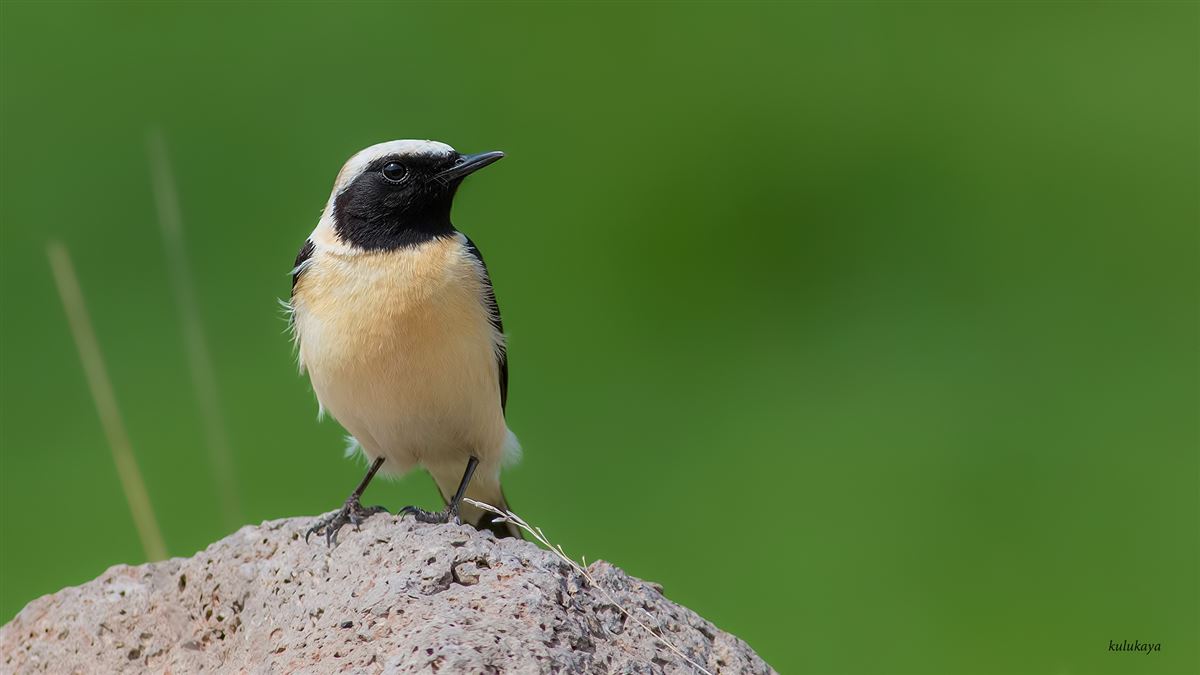 Black-eared Wheatear