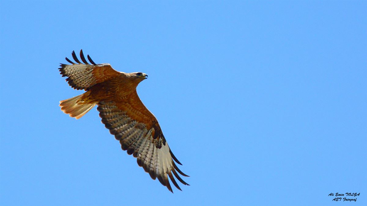 Long-legged Buzzard
