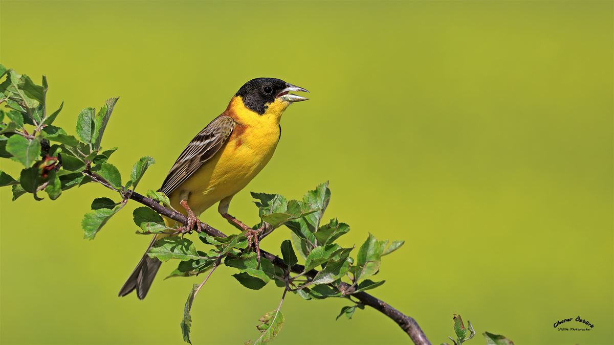 Black-headed Bunting