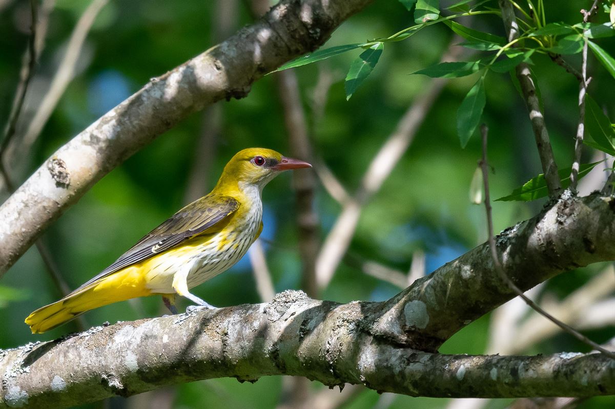 Eurasian Golden Oriole